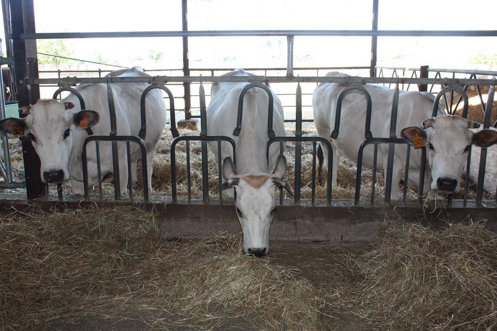 Ferienwohnung Agri Domus Guidonia Exterior foto